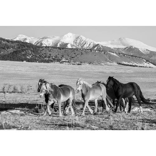 Hopkins, Cindy Miller 아티스트의 USA-Colorado-Westcliffe Music Meadows Ranch Herd of horses with Rocky Mountains in the distance작품입니다.